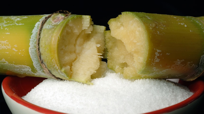 a piece of sugarcane broken in half on top of a bowl of sugar