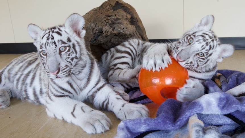 Dreamworld tiger cubs 1