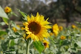 A sunflower in a sunflower field.