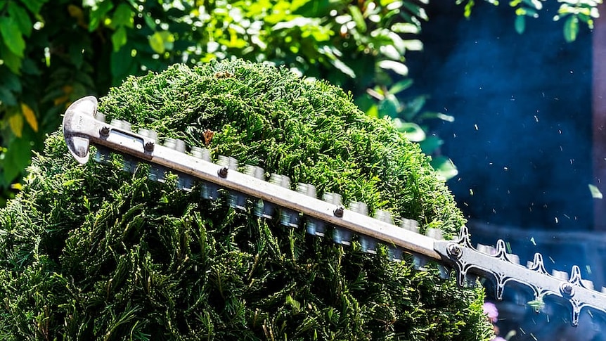 a small chainsaw trimming a garden hedge