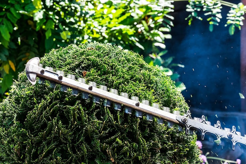 a small chainsaw trimming a garden hedge