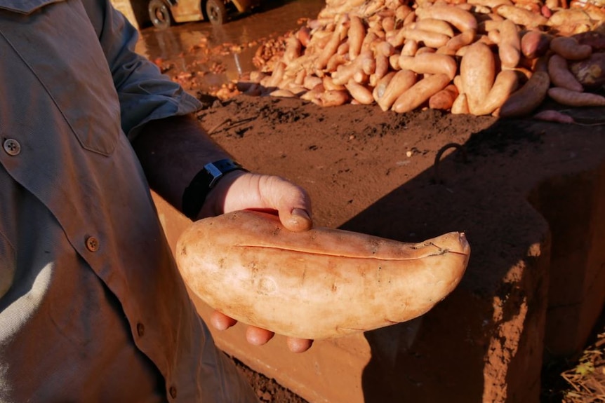 A man holds a sweet potato with a fine vertical split down the middle.