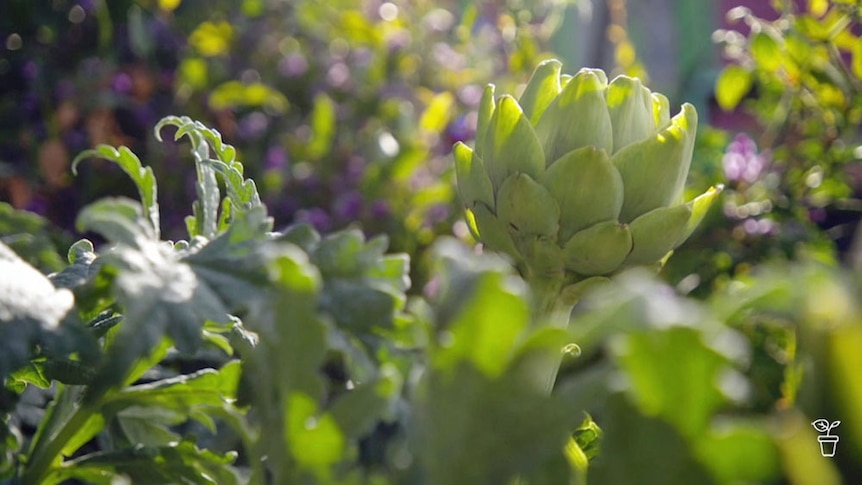 Artichoke growing in a vegetable bed.