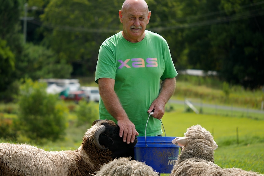 A man in a green shirt in a field holding a blue bucket and patting sheep.