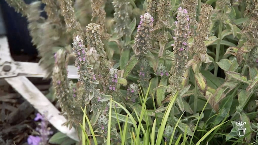 Gardening shears cutting into lavender bush