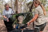 Two staff members carry a cage with a peacock inside for relocation