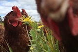 Happy hens take a break from producing pastured eggs