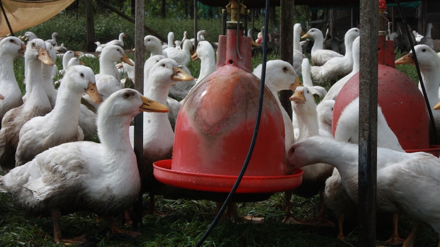 Free range Pekin ducks