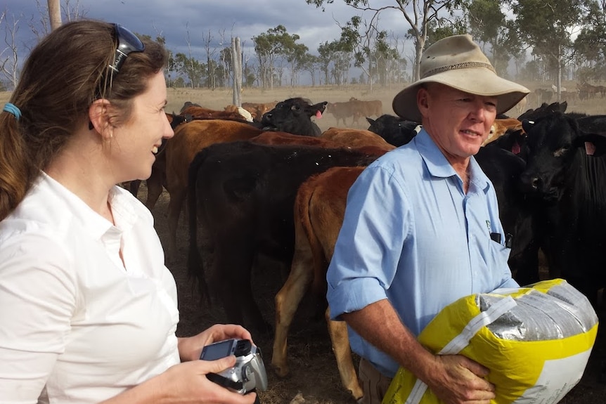 A man feeds cattle while a women looks on smiling.