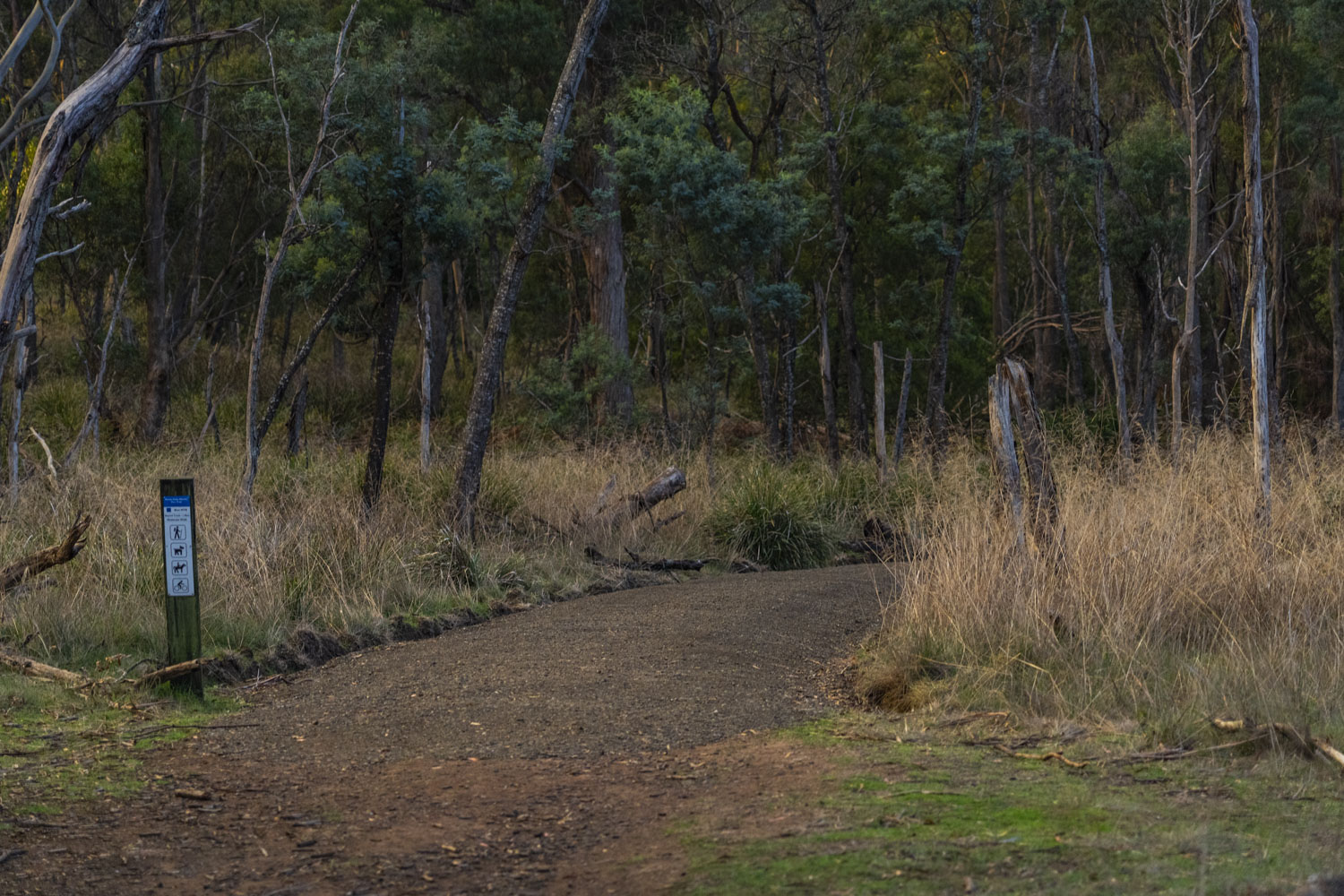 A path through the bush.