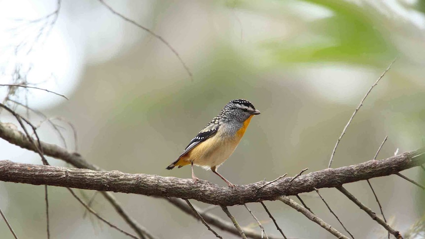 Spotted pardalote sits on a branch