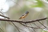 Spotted pardalote sits on a branch
