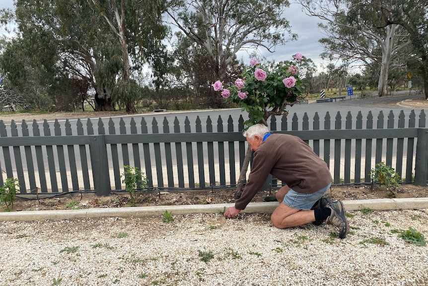 An older man leaning over and crouching down by a rose bush with a grey fence in the background. 