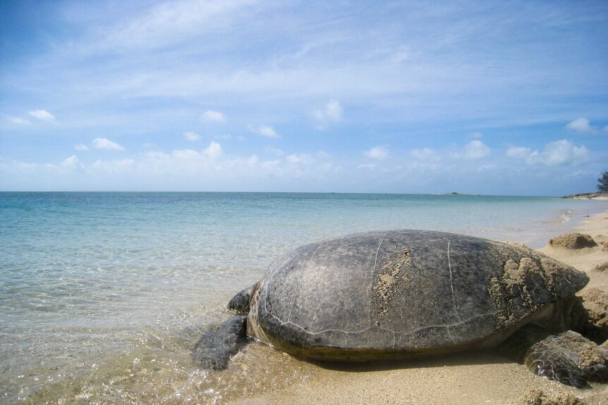A green sea turtle crawling from the sand into the ocean