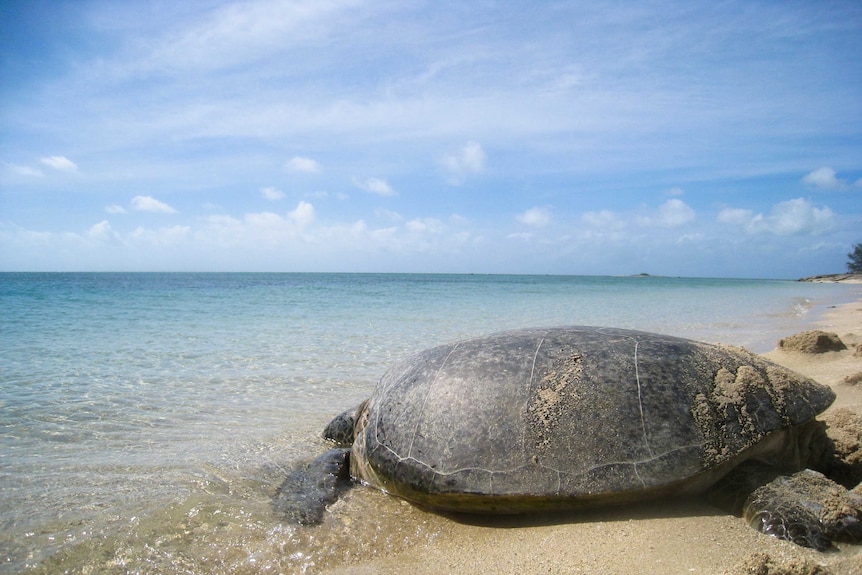 A green sea turtle crawling from the sand into the ocean