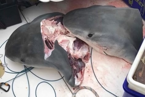 Two shark heads on a boat.