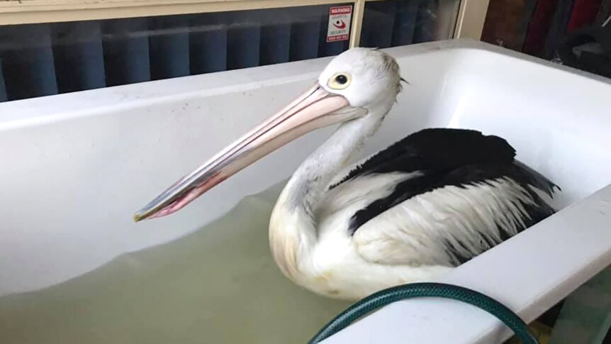 Diego the pelican