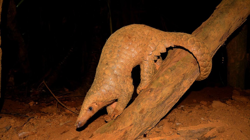 An endangered pangolin.