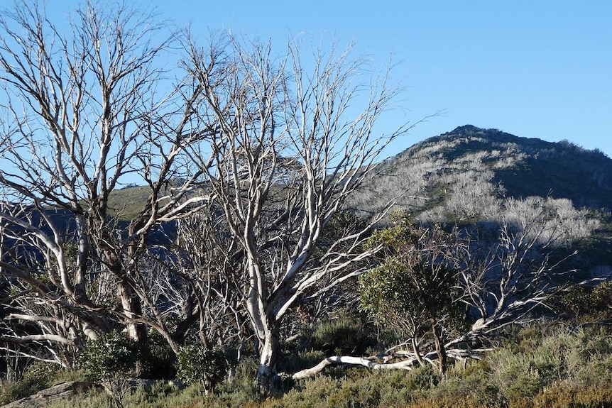 Looking across a valley with grey trees in the foreground.