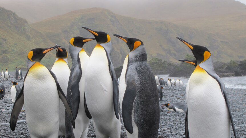 Sub-Antarctic Maquarie Island is home to thousands of king penguins.
