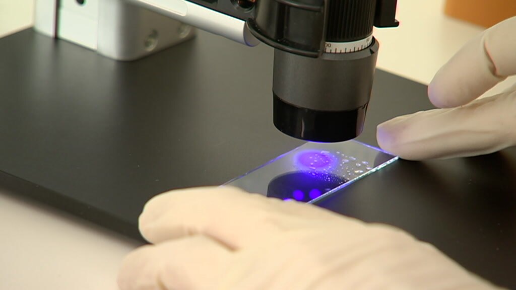 DNA testing under a microscope
