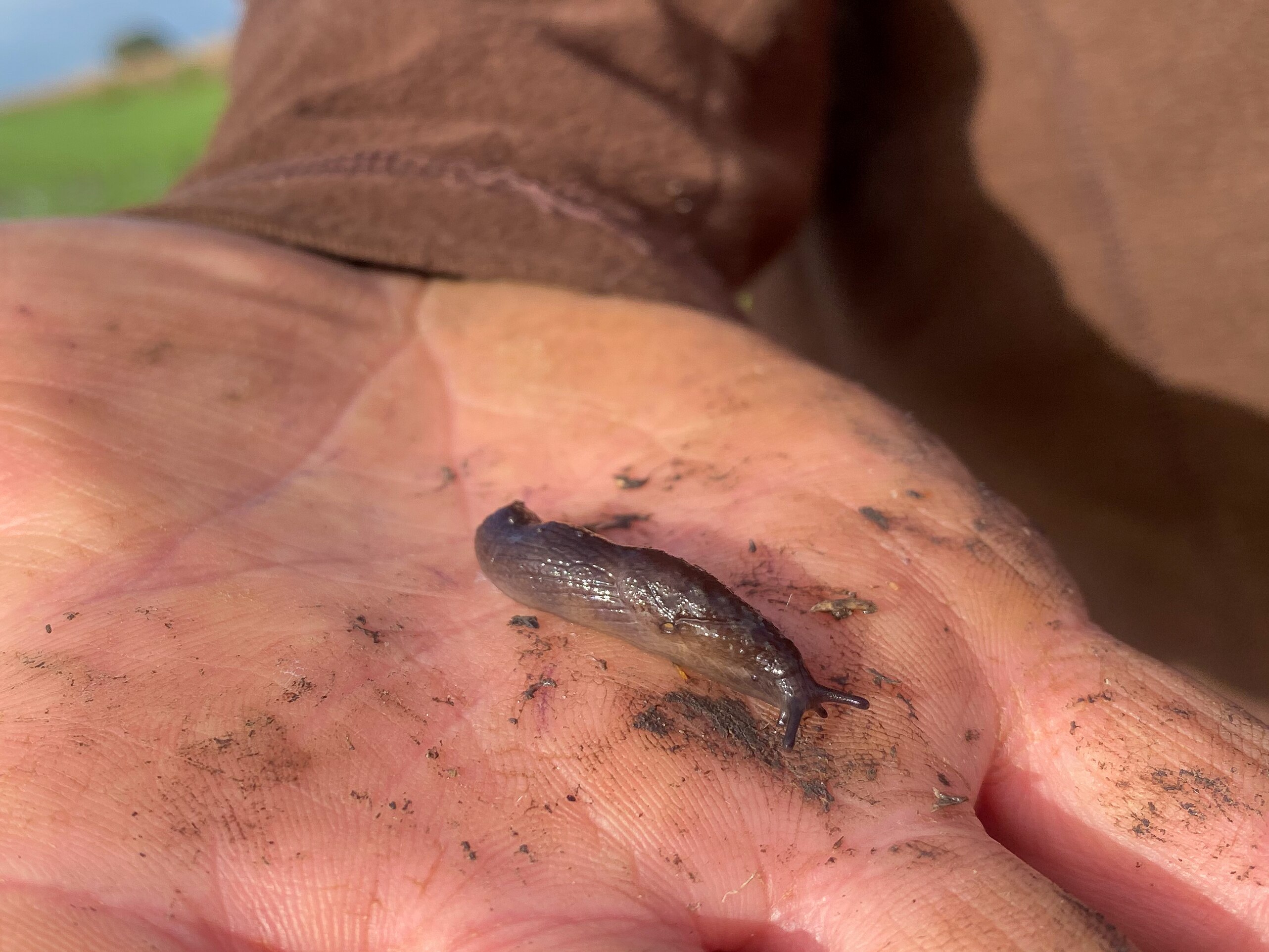 Slug numbers increase across south-eastern Australia thanks to triple ...