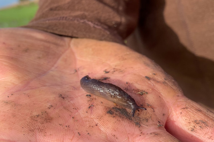 A black slug slides across a hand. 