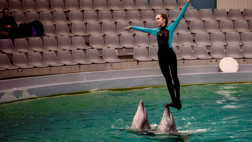 Ukrainian dolphin trainer Eva Leontieva performs with two dolphins inside the Constanța Dolphinarium