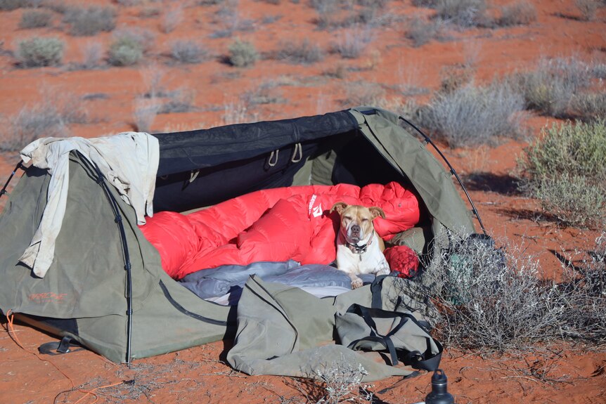 dog in tent