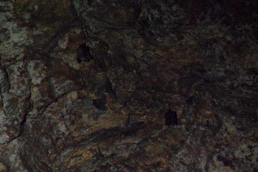 A dark cave with three small bats and faint glow worms