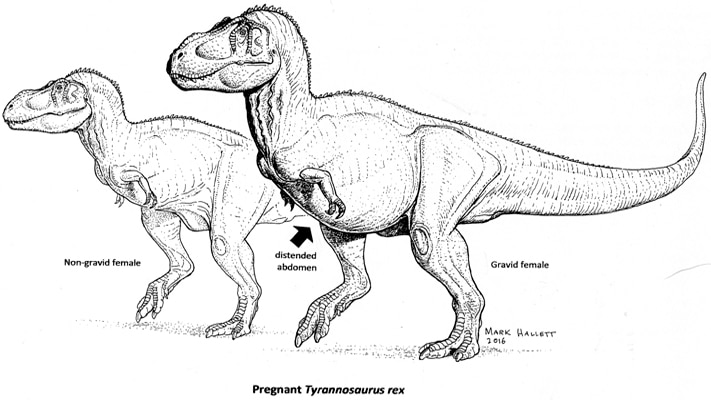 A labelled diagram of two T rexes, one pregnant