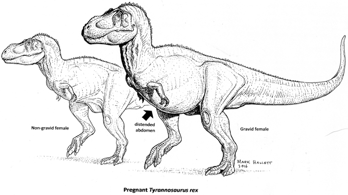 Um diagrama etiquetado de dois rexes T, uma grávida