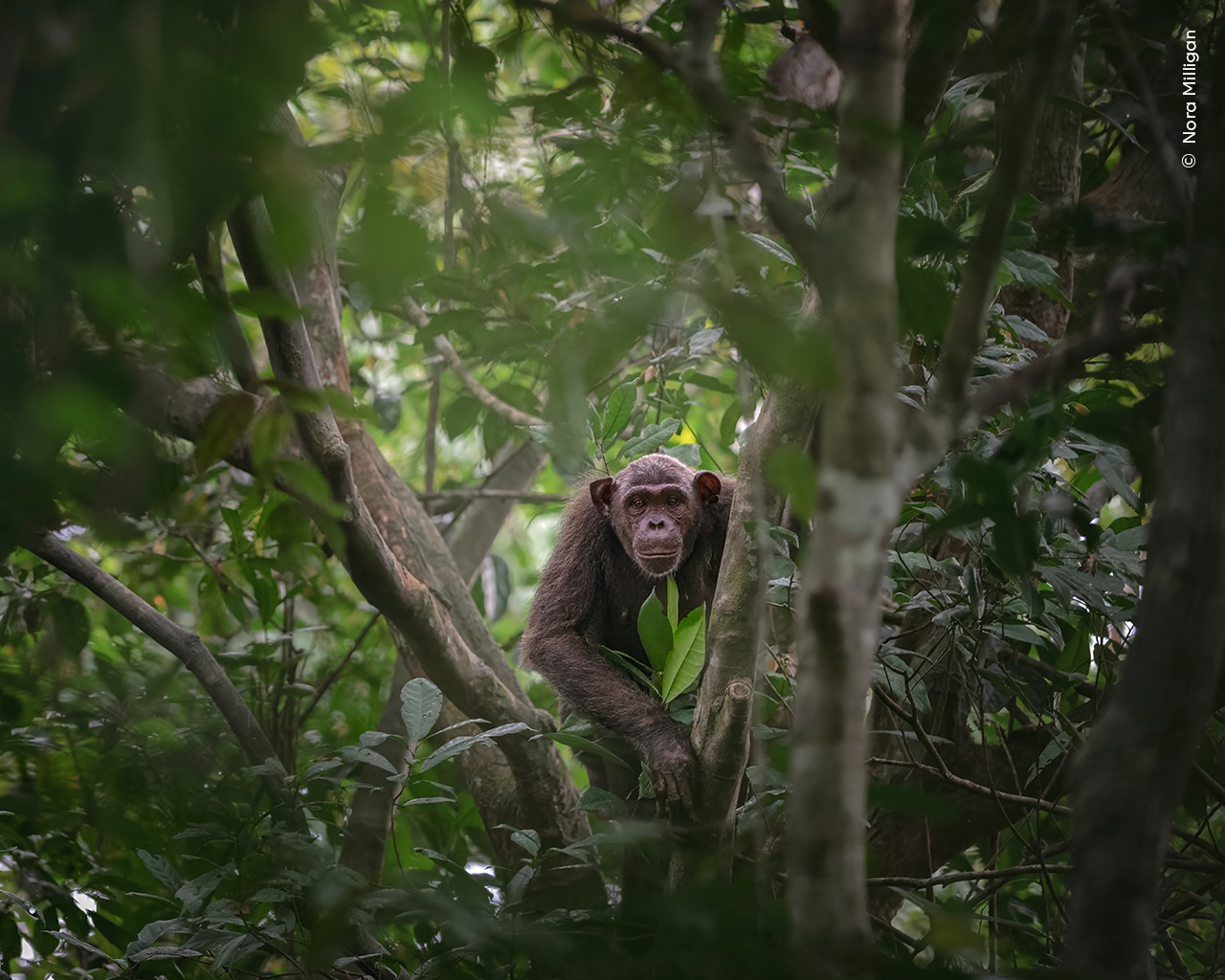 A chimpanzee pauses and looks down as its family moves across the forest floor 