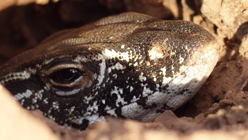 A Rosenberg's Monitor after laying eggs in a termite mound in Canberra.