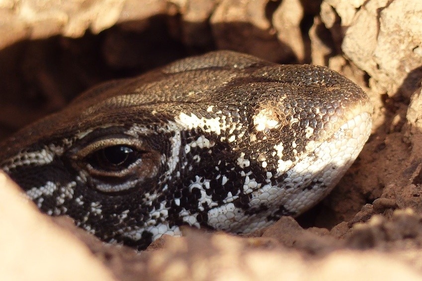 A Rosenberg's Monitor after laying eggs in a termite mound in Canberra.