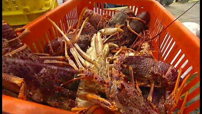 Eather has pleaded not guilty to trafficking 624 kilograms of rock lobster.
