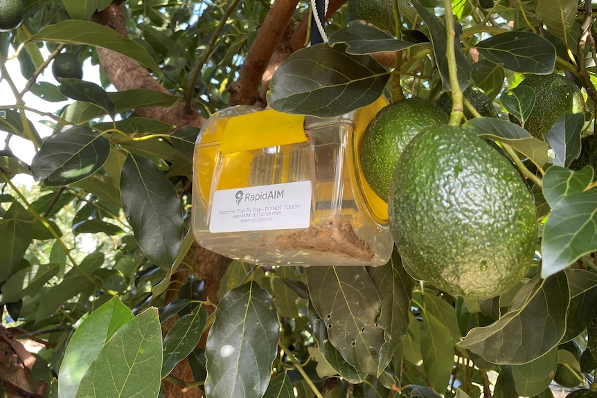 Photo of fly trap in avocado trees.