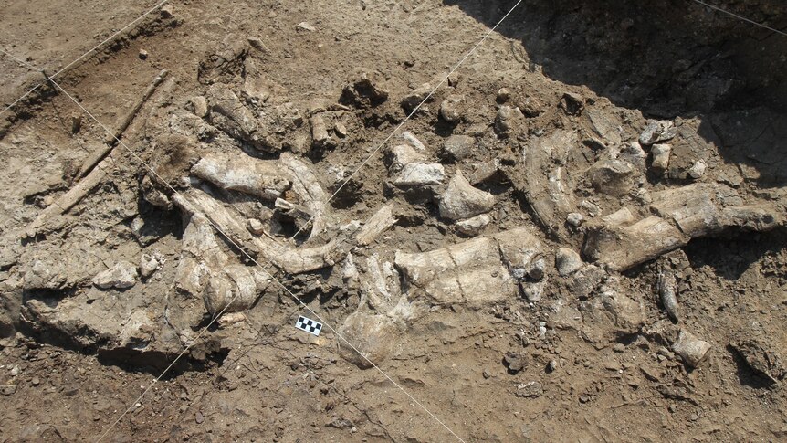 fossil bones in dirt