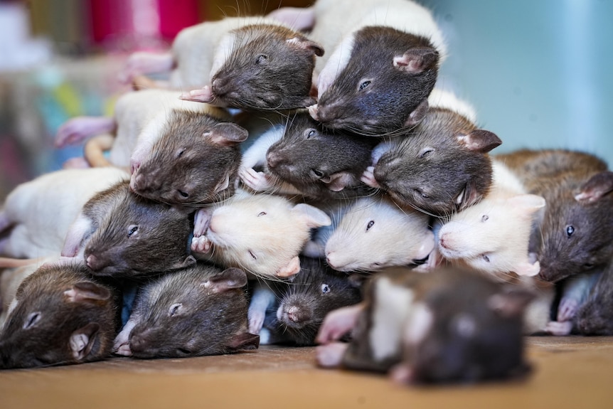 Photo of dead rats piled together for sale.