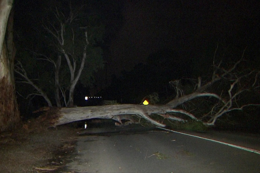 A large fallen tree blocks a road at night