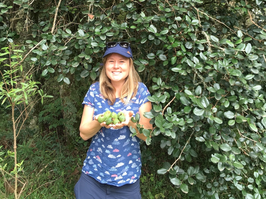 A woman in a cap in among feijoa trees