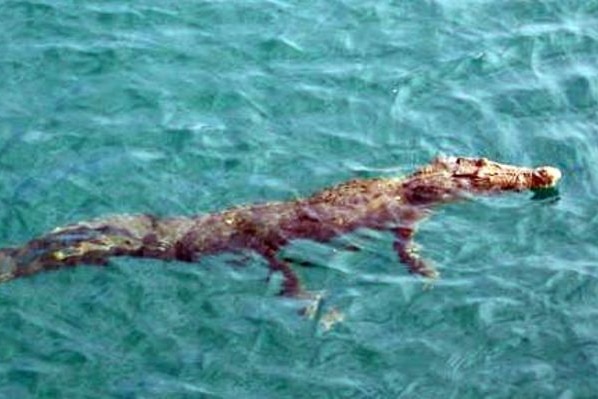 Crocodile floating on the surface of the ocean.