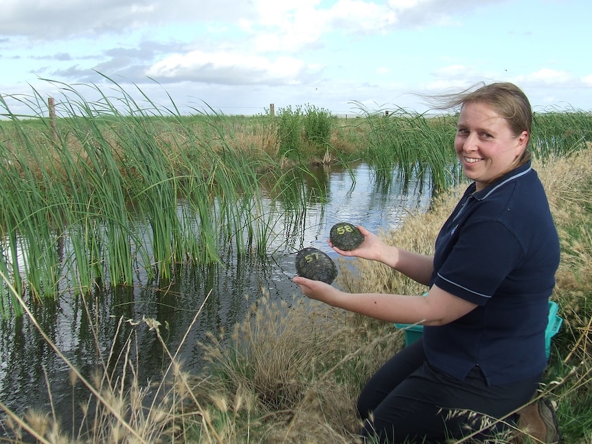 Researcher Deanne Smith holds up two turtles before she releases them into a river