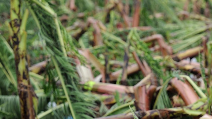 A banana plantation lies devastated after Cyclone Yasi tore through Tully on February 3, 2011.