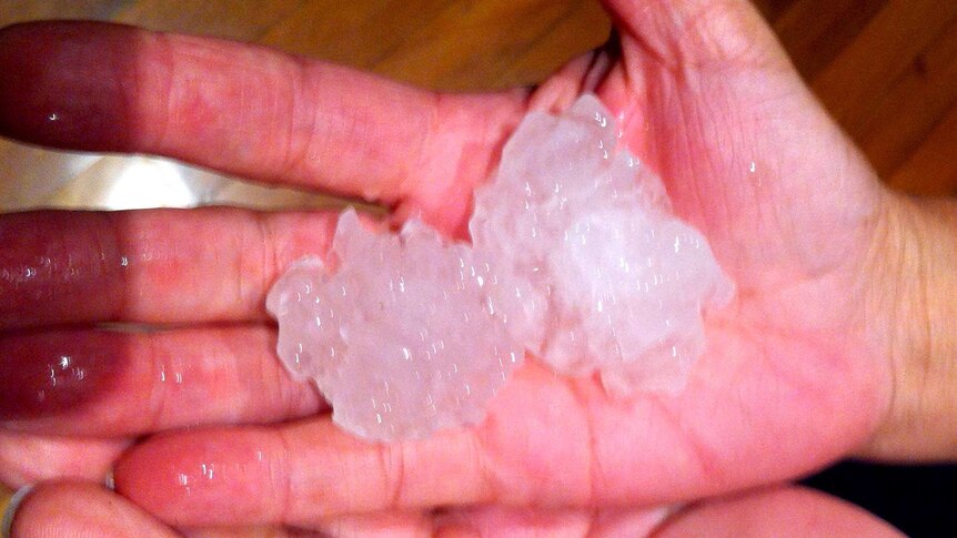 Two of the large hail stones that fell during fierce storms that swept across Brisbane and SE Qld.