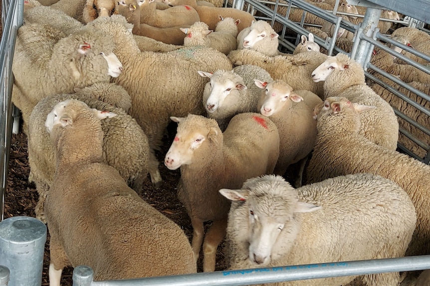 Lambs in a pen at the Bairnsdale saleyards.