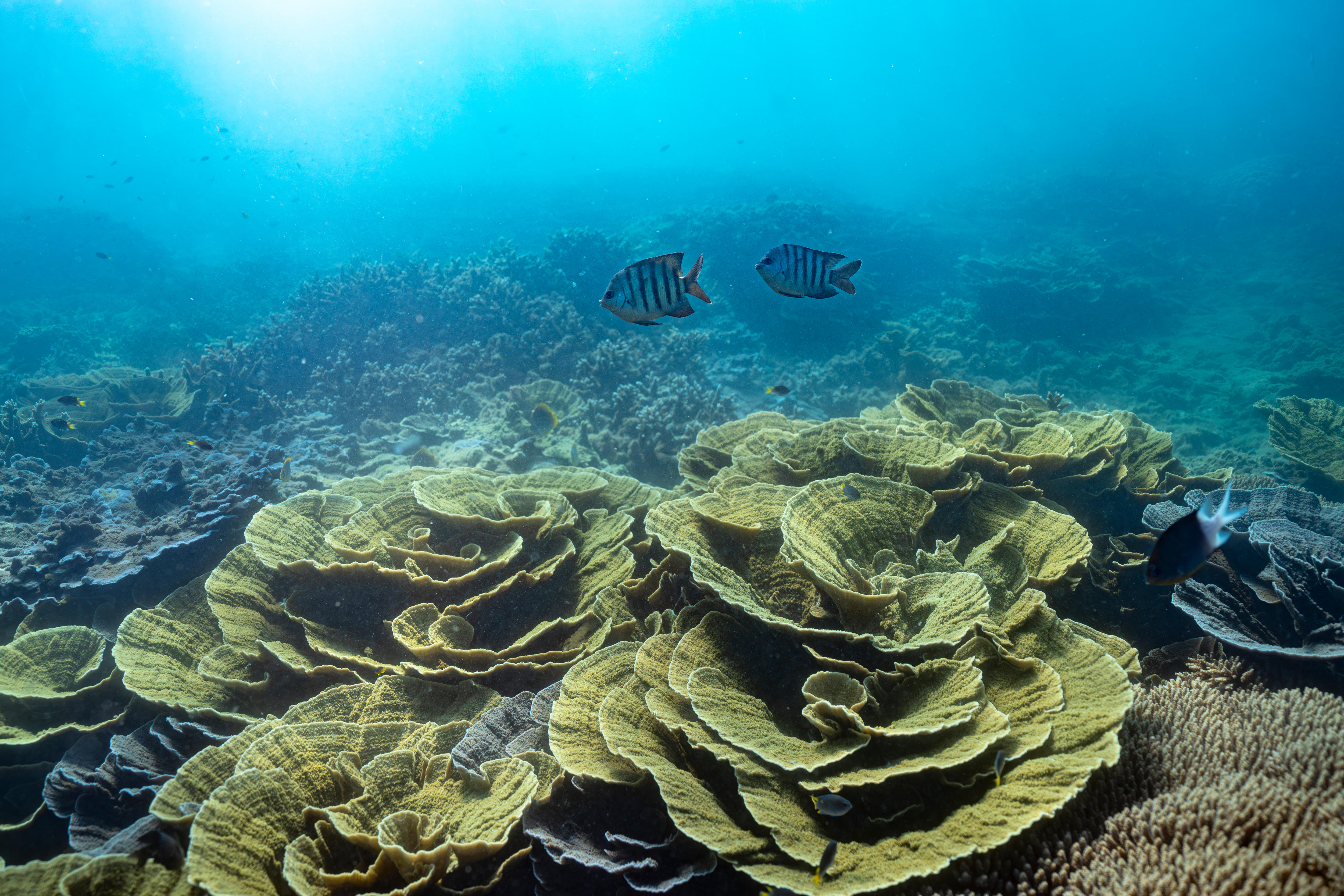 Underwater photo of coral.