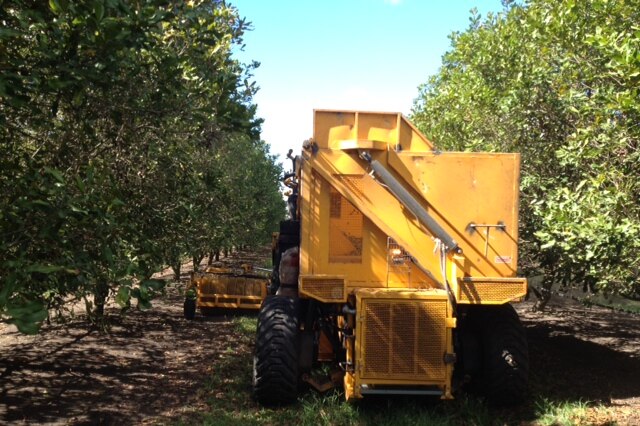 A macadamia harvester picks up nuts on the ground in an orchard.