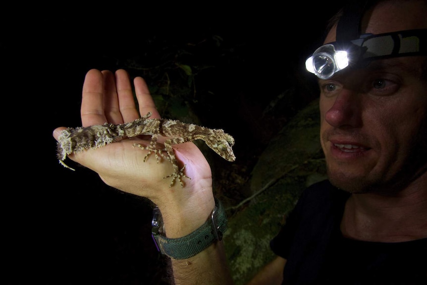 A man wearing a head torch examines a gecko sitting in his hand on a pitch-black night.