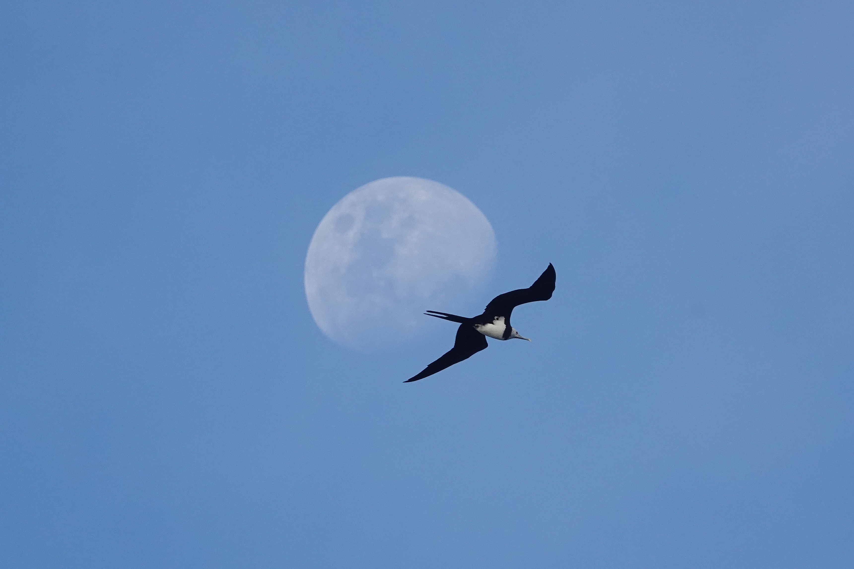 A black and white bird flies through the sky with a completely blue background and its wings outstretched.